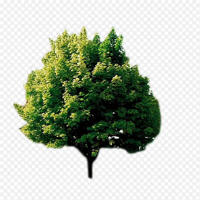 绿色一棵树