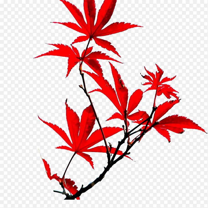 红色枫树枝