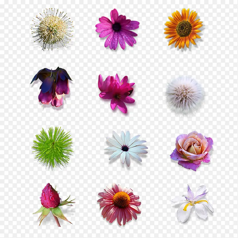 各种花和植物PNG图标