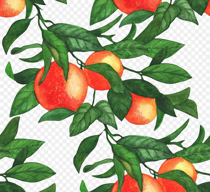 橘树上的柑橘果实手绘图