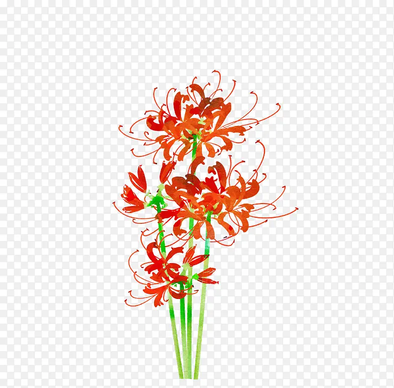红色彼岸花