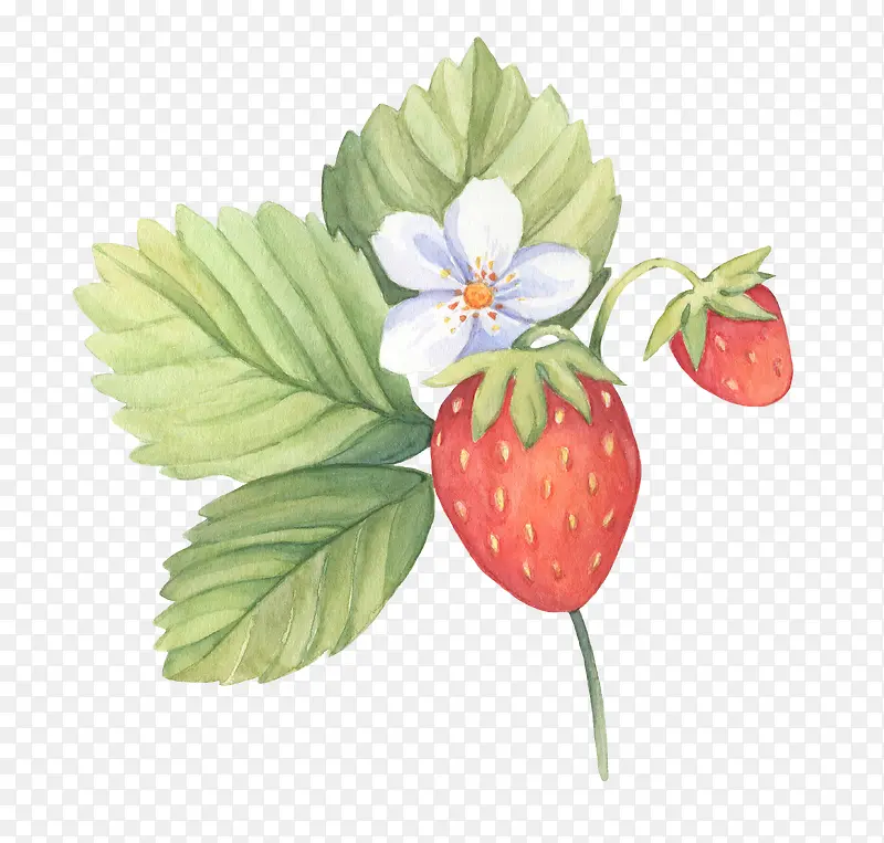 手绘图谱草莓花朵果实