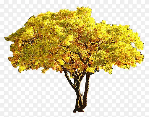 黄色胡杨树