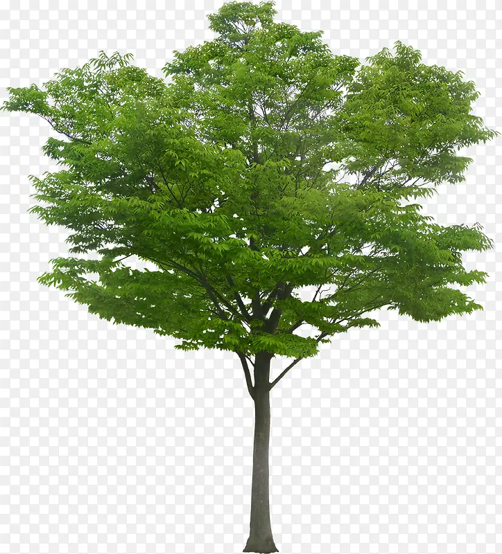 绿树美景大树清新树木