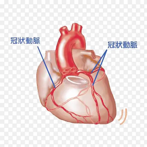 心脏分析图