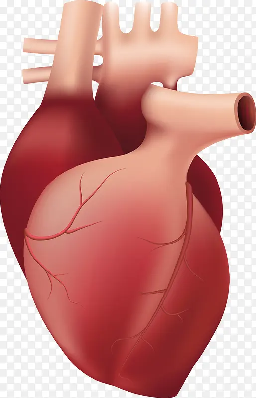 一个人体器官心脏