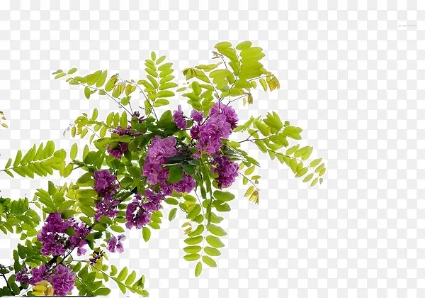 紫色洋槐花