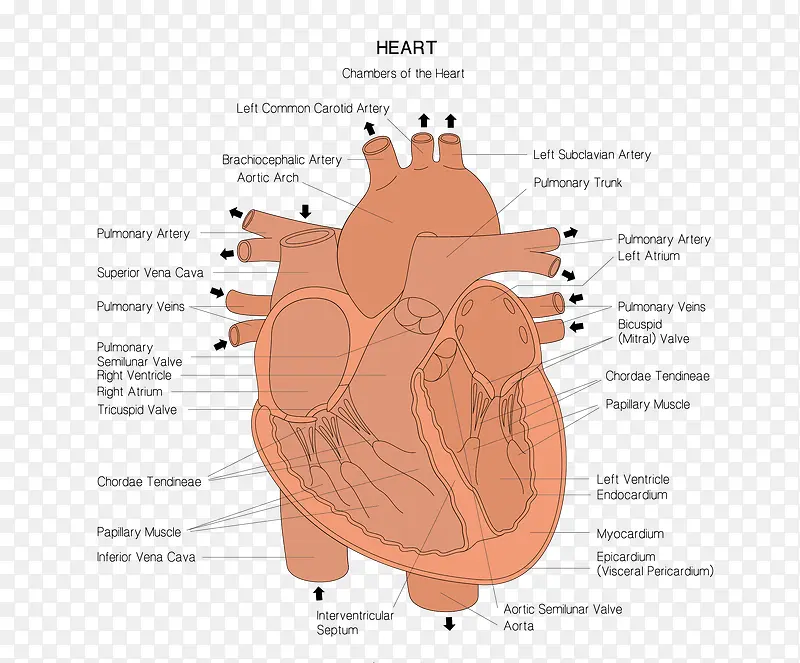 矢量卡通图案心脏血管