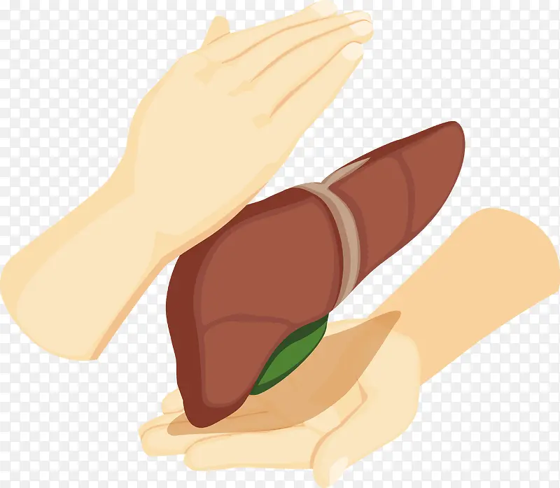 保护人体器官肝脏