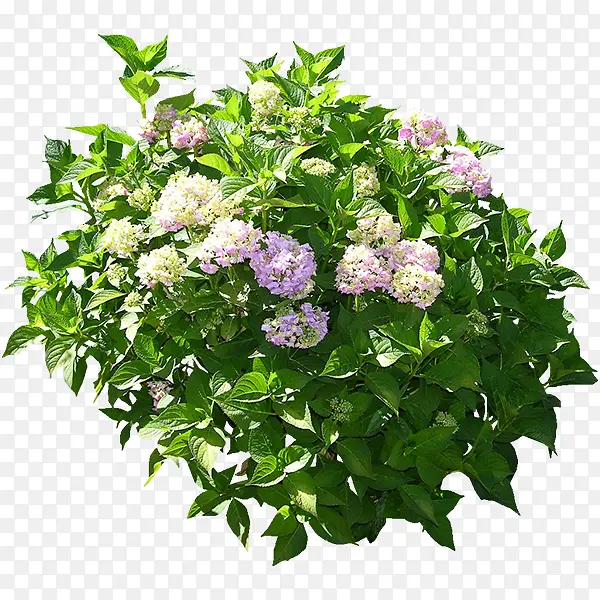 绿色植物