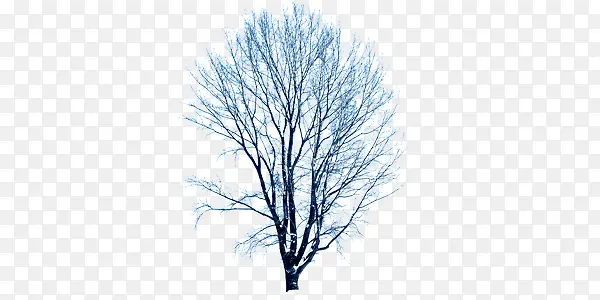 冬季大树