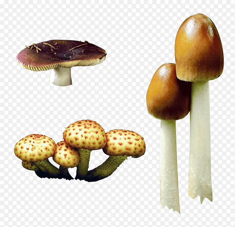 三种不同的蘑菇