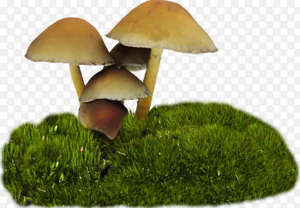 草地上长蘑菇