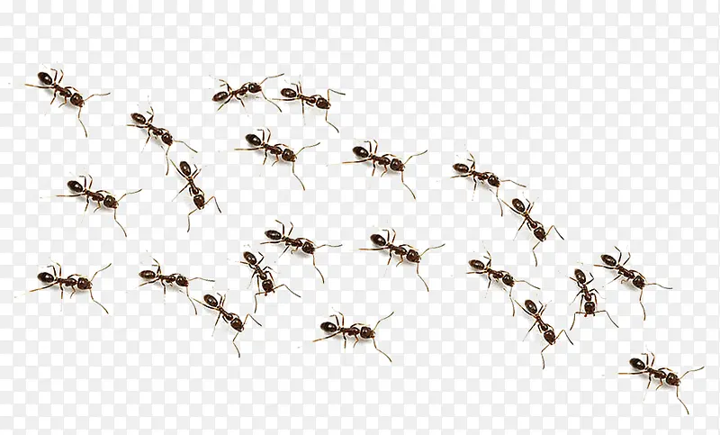 一群蚂蚁