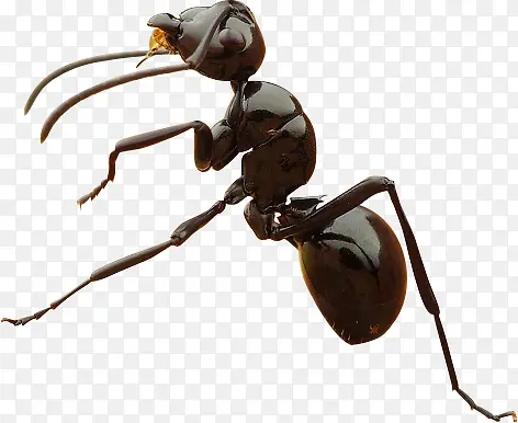黑色的蚂蚁