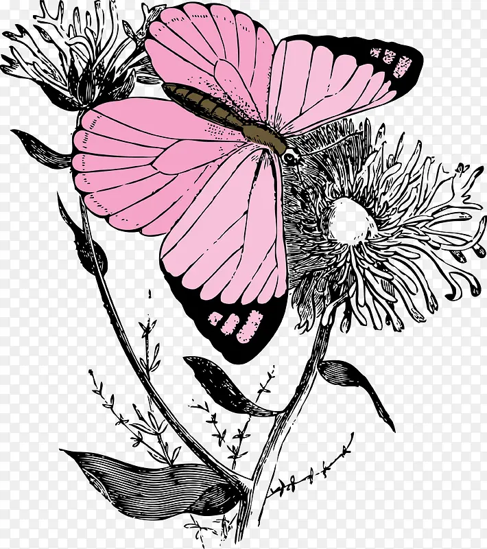 粉红色蝴蝶采花蜜矢量图