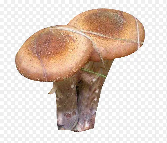 食用菌榛蘑图片素材