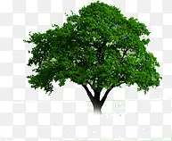 绿色枝繁叶茂树木