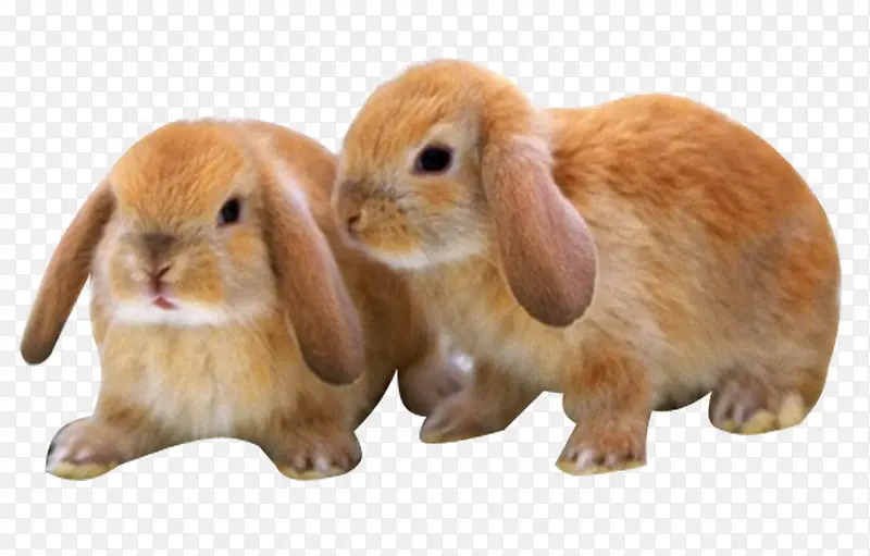 长耳朵兔子可爱实物png