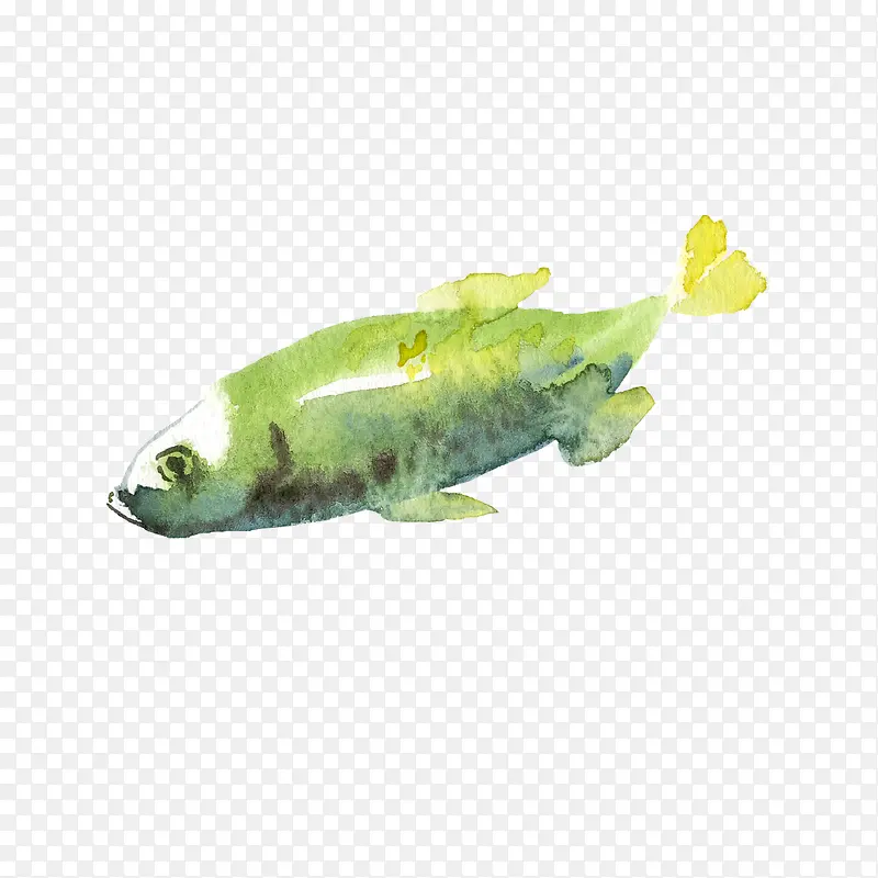 绿色的小鱼
