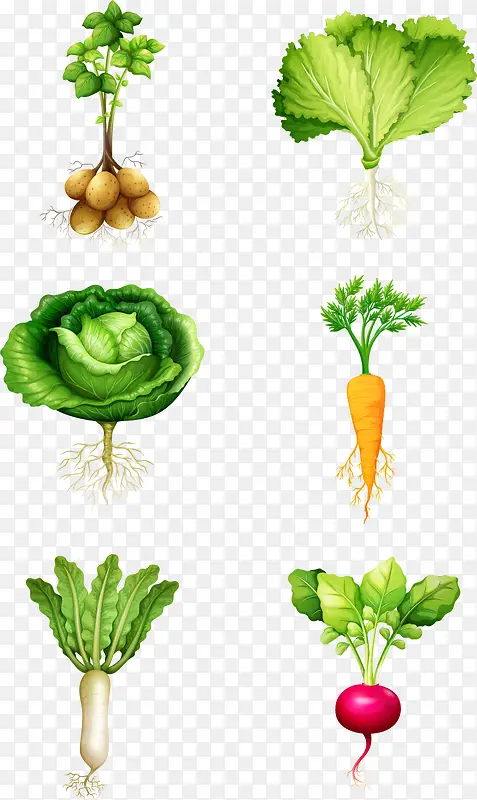 绿色种植蔬菜