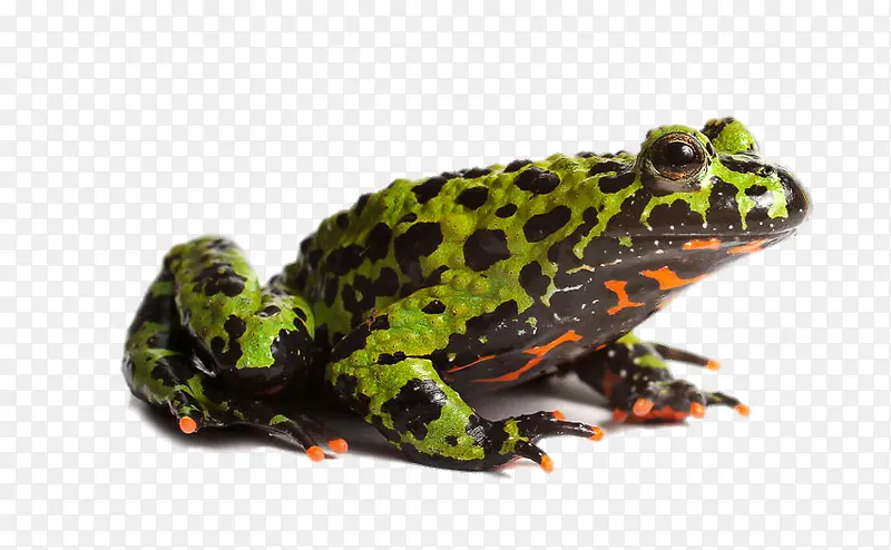 高清绿头蛙