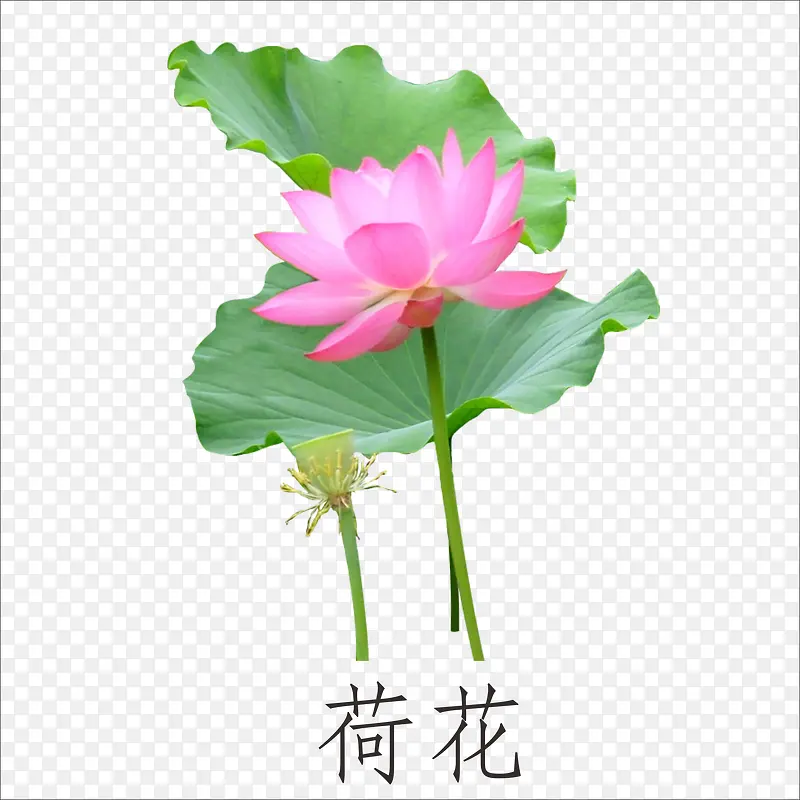 荷花