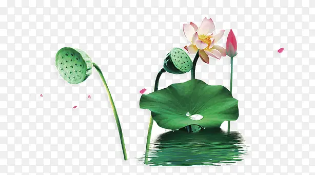 水中的荷花