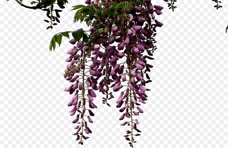一簇紫藤花