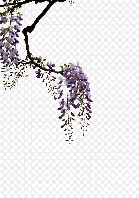 一簇紫色花朵