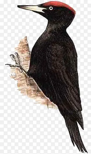 黑色啄木鸟
