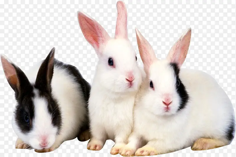 三只兔子