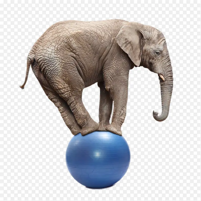 创意踩蓝色的球的大象
