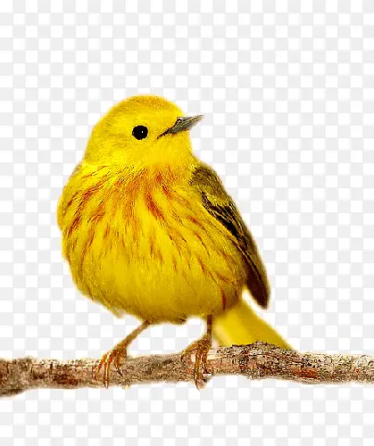 枝头上黄色鸟