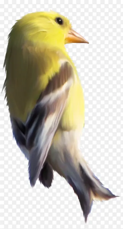 一只黄色的鸟