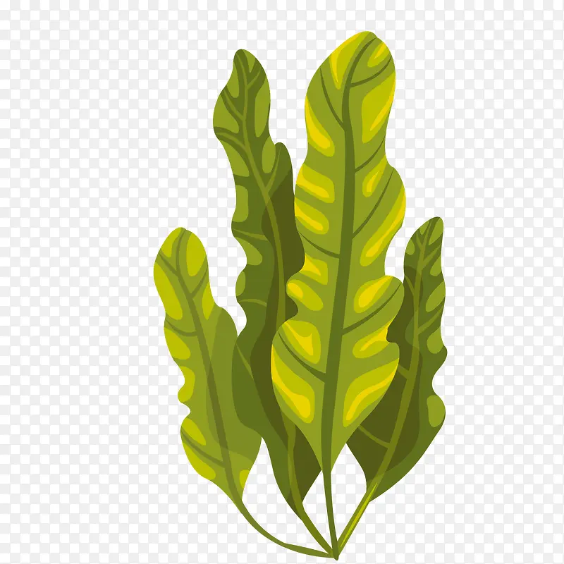 四叶飘飘的草珊瑚