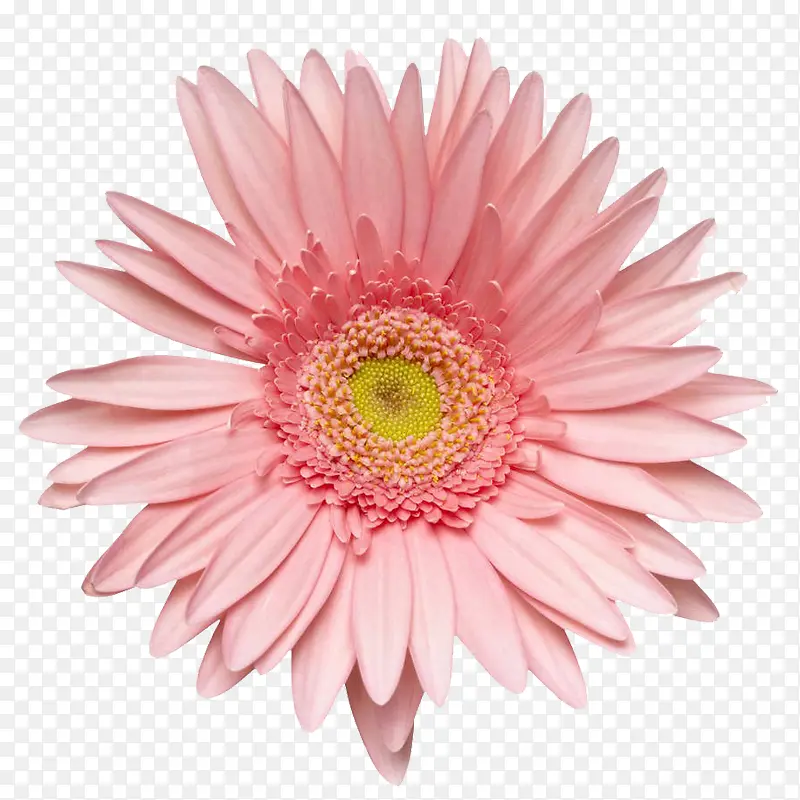 一朵粉色的大丽花