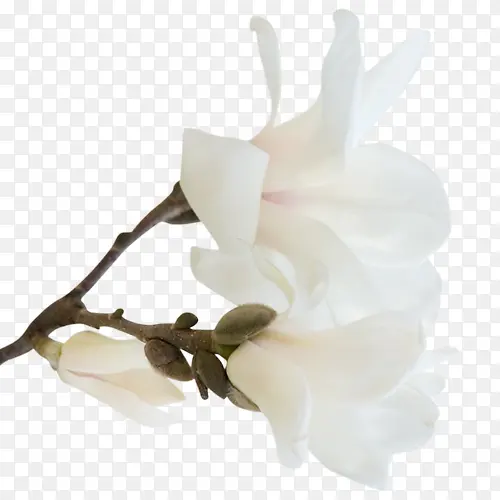 白色清新装饰唯美花朵设计图