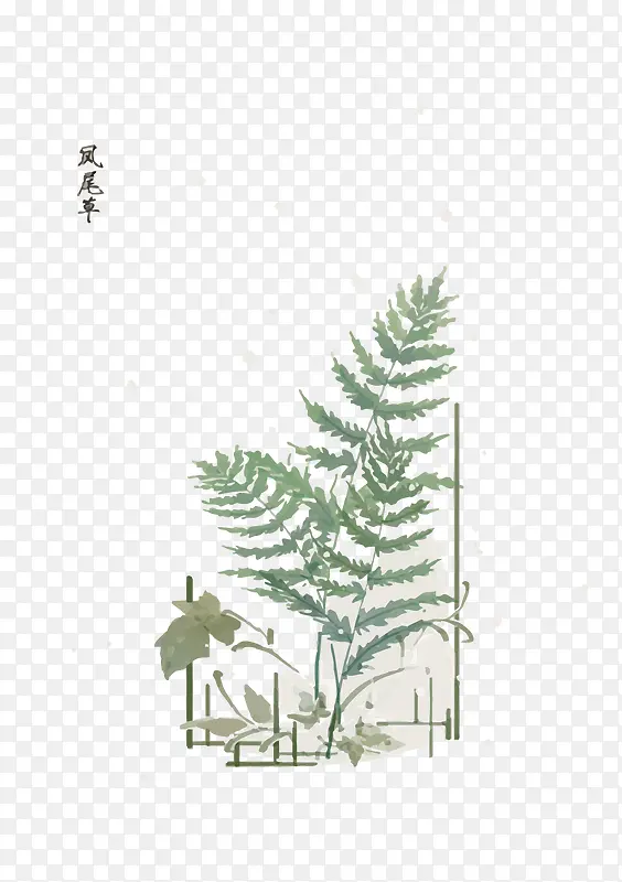 手绘凤尾草