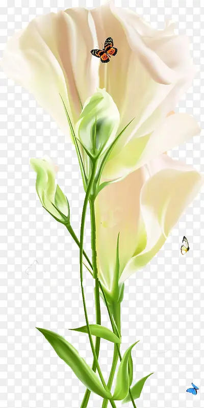 粉色凤尾花图片