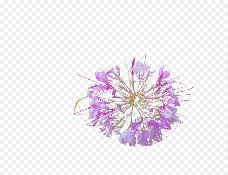 紫色透明凤尾花