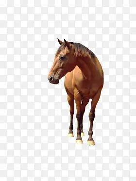 马