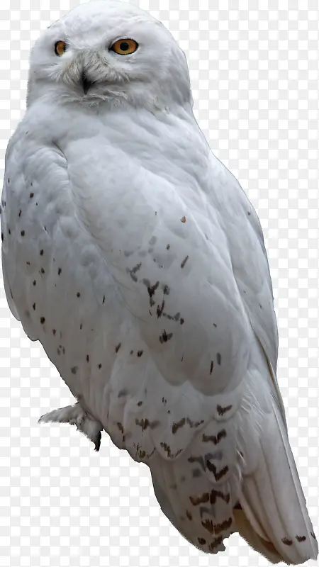 白色猫头鹰