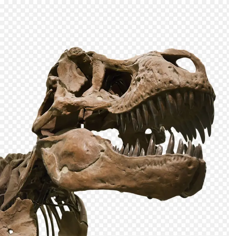 霸王龙头颅生物化石实物