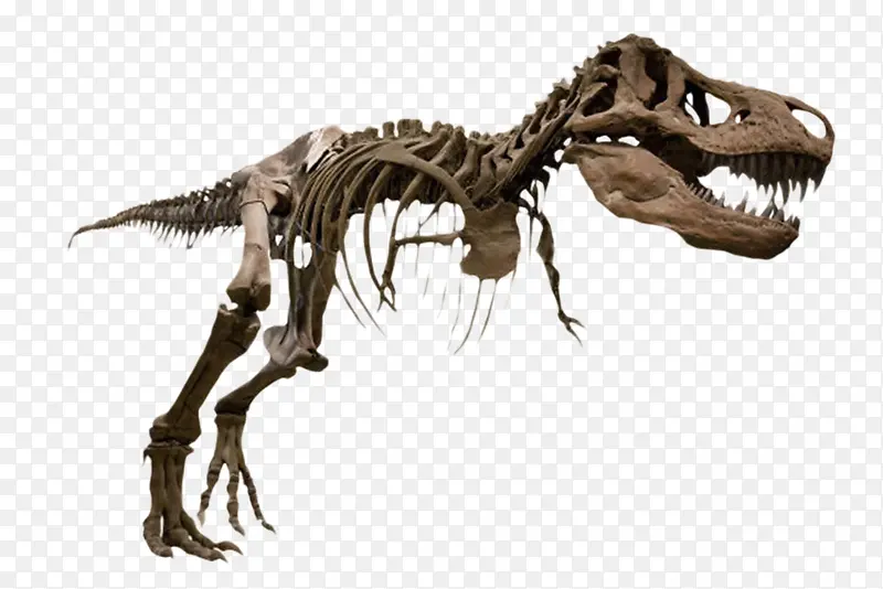 完整的恐龙霸王龙化石实物