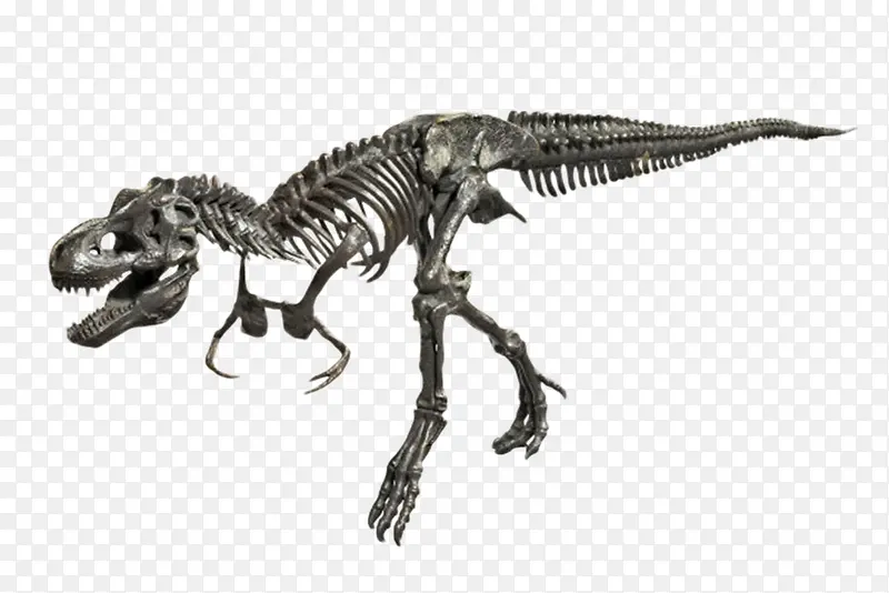 恐龙霸王龙化石实物