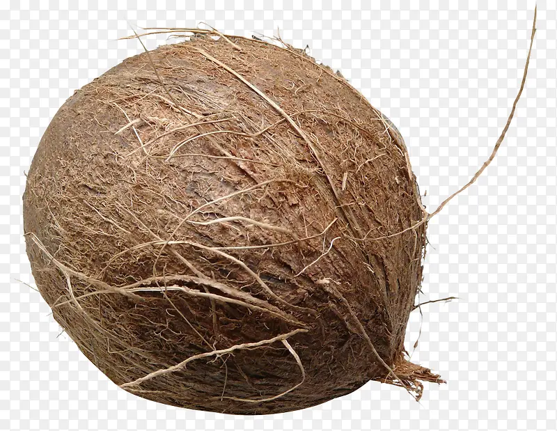 成熟的椰子免抠素材