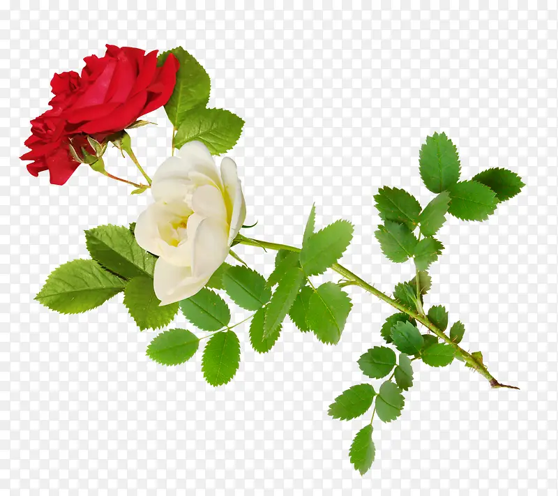 白色红色玫瑰花