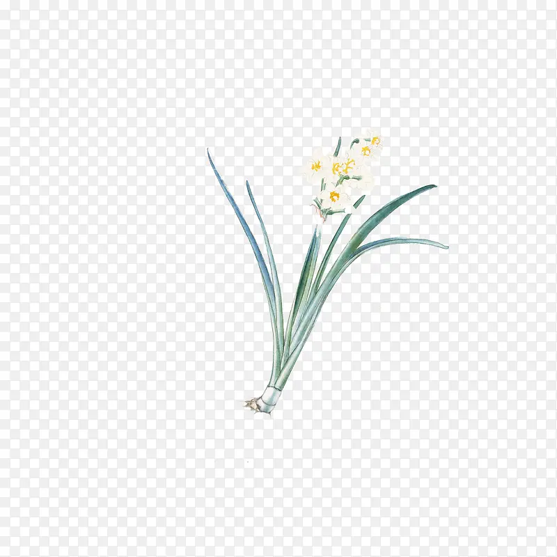 蓝色水仙花