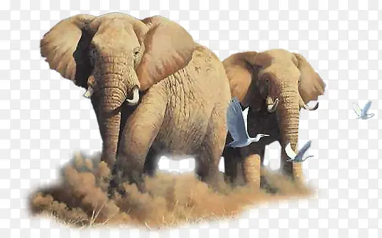 大象免抠素材